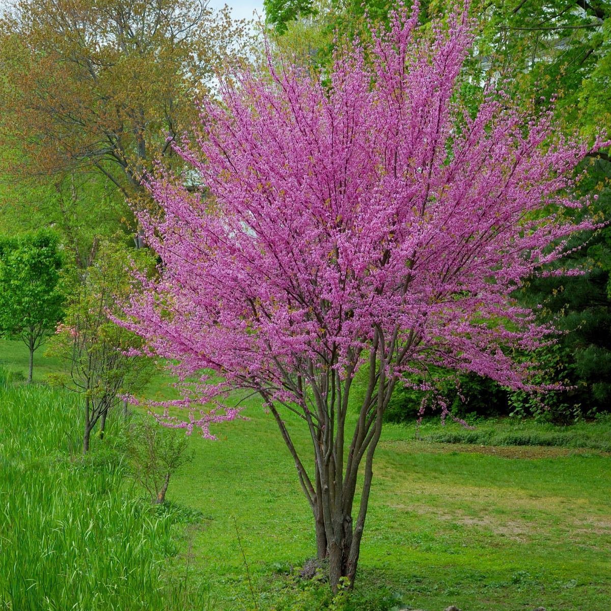 1 Eastern Redbud Tree 12-24" Tall Cercis canadensis
