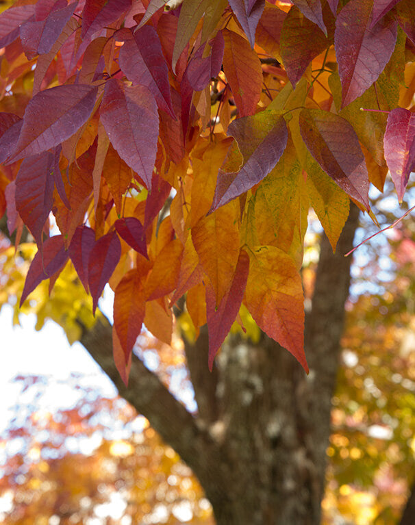 5 White Ash Tree 12-24" Tall Fraxinus americana