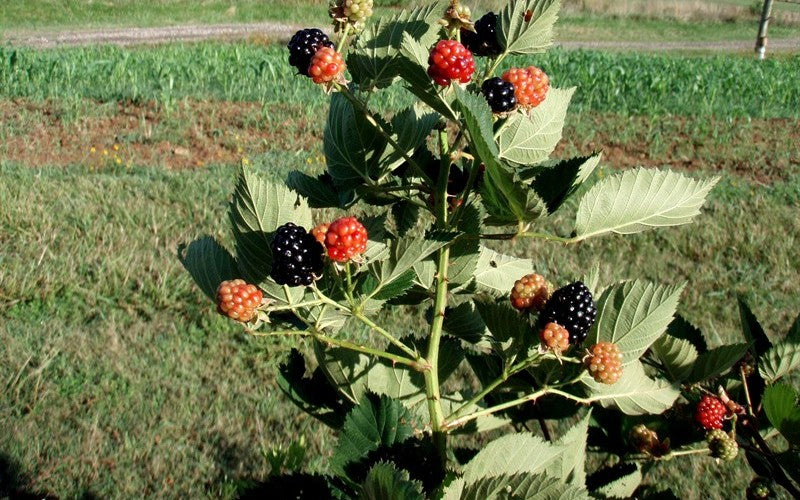1 Prime Ark- 45 Blackberry Starter Plant