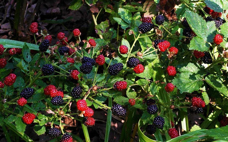 5 Prime Ark Freedom Blackberry Starter Plant Thornless