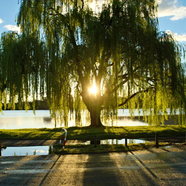 5 Weeping Willow Tree 12-24" Tall Salix babylonica
