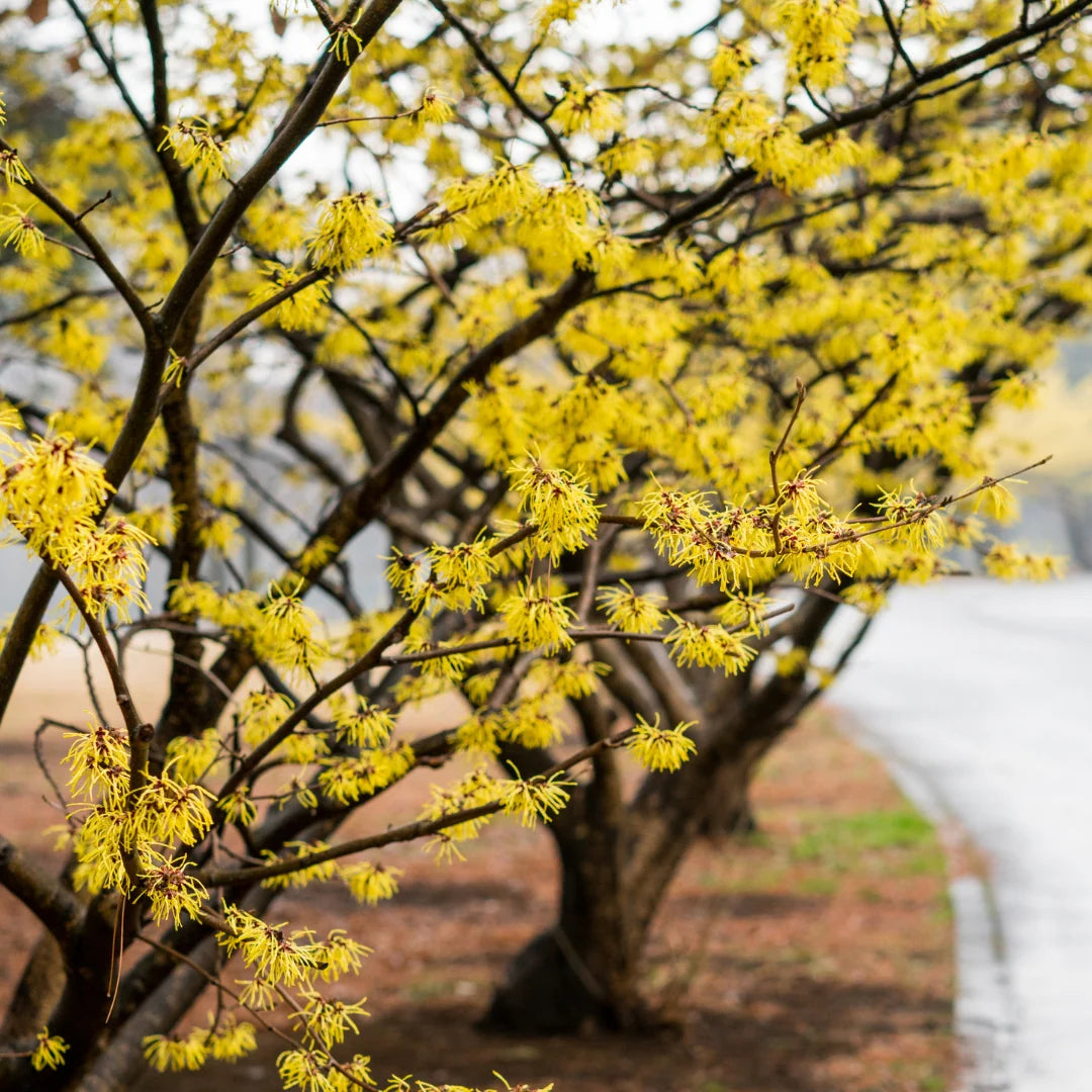 5 Witch Hazel Tree 12-24" Tall Hamamelis virginiana