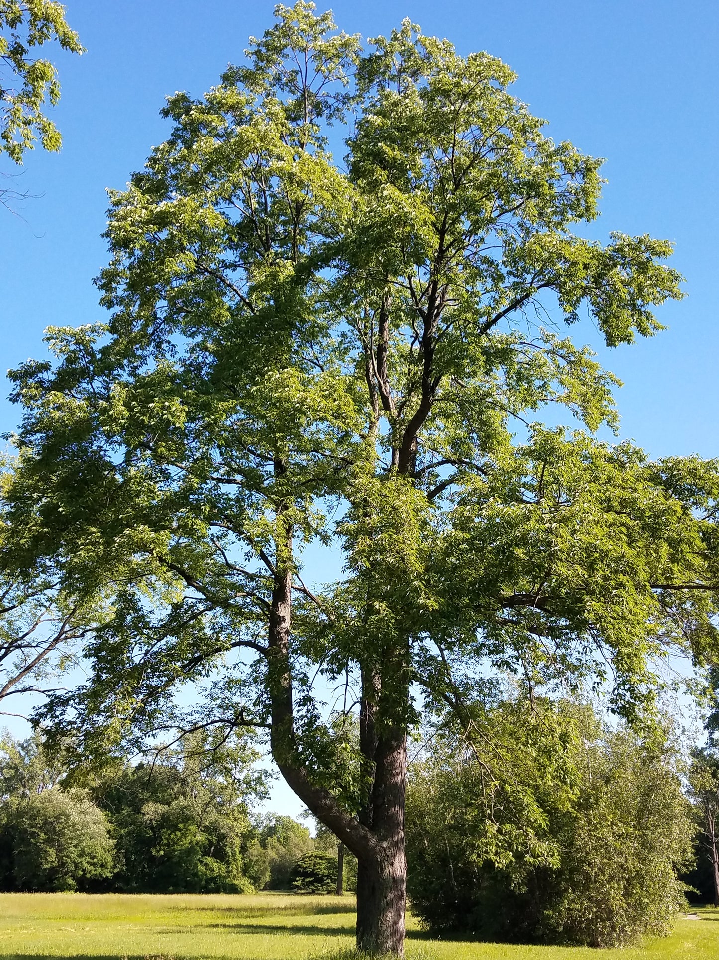 1 Black Cherry Tree 12-24" Tall Prunus serotina
