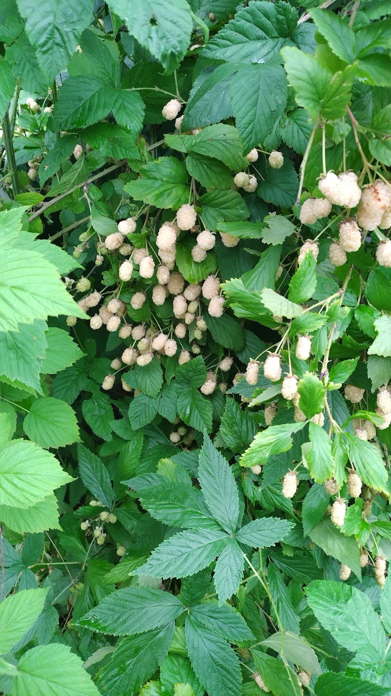 1 Snowbank White Blackberry Starter Plant Thornless