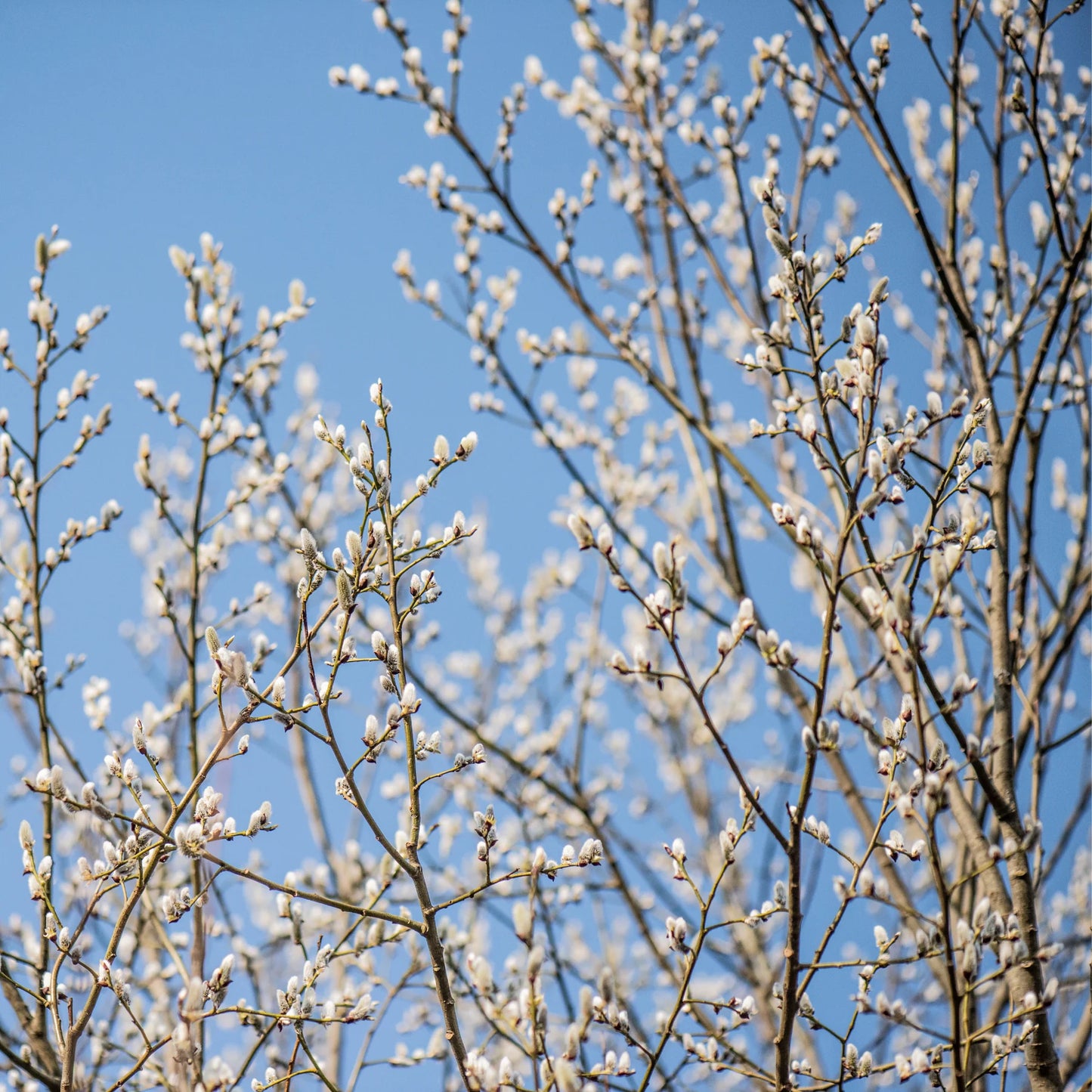 1 French Pussy Willow Plant 12-24" Tall Salix caprea