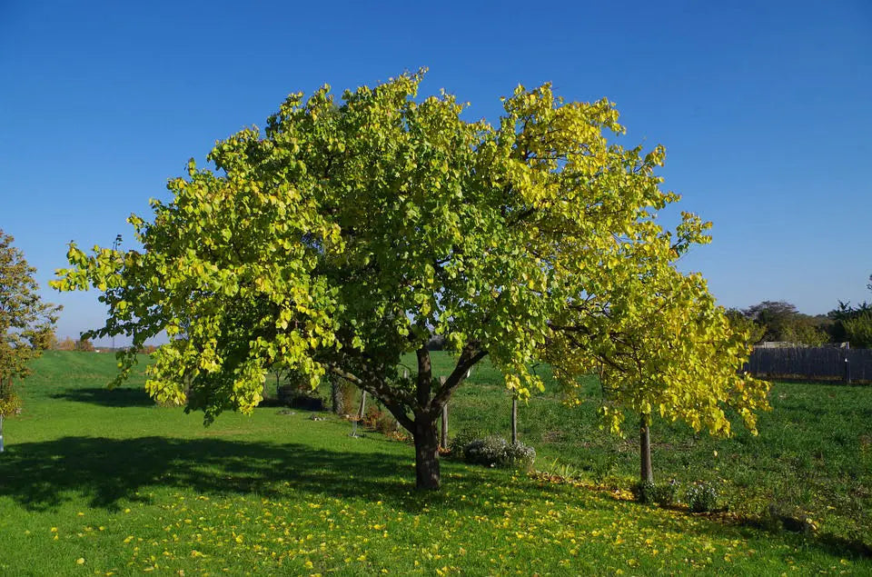 1 Apricot Tree Fruit Starter Plant Prunus armeniaca 12-24in Tall Starter Tree