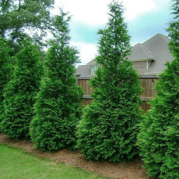 5 Green Giant Arborvitae Starter Plant