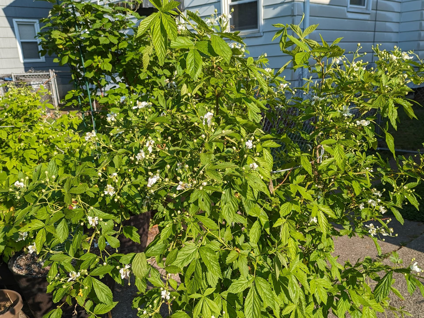 1 Snowbank White Blackberry Starter Plant Thornless