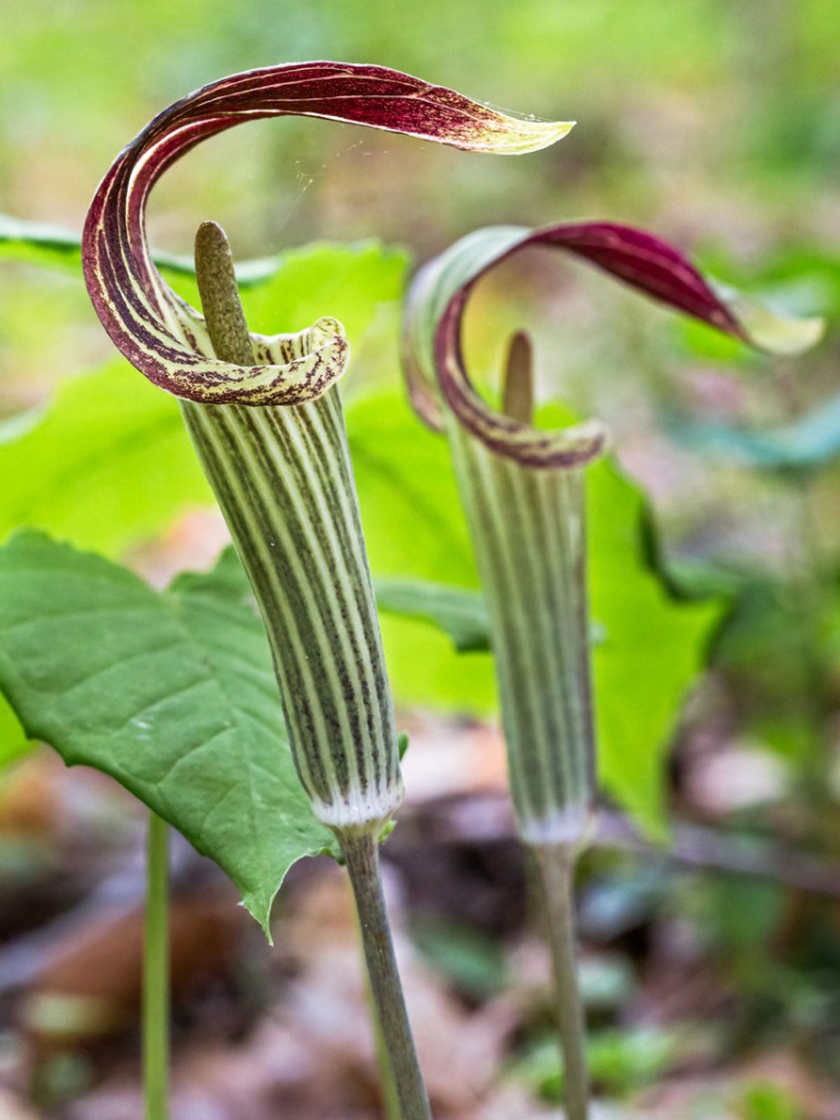 15 Jack In The Pulpit Arisaema Triphyllum Indian Turnip Bare Root Plant