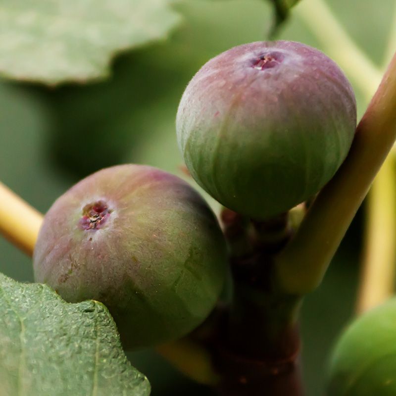 1 Olympian Fig Tree Starter Plant Ficus carica 'Olympian'