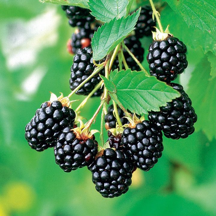 1 Caddo Blackberry Starter Plant Thornless