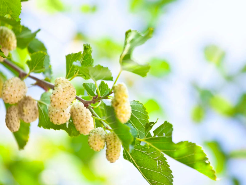 1 White Mulberry Tree 12-24" Tall Morus alba