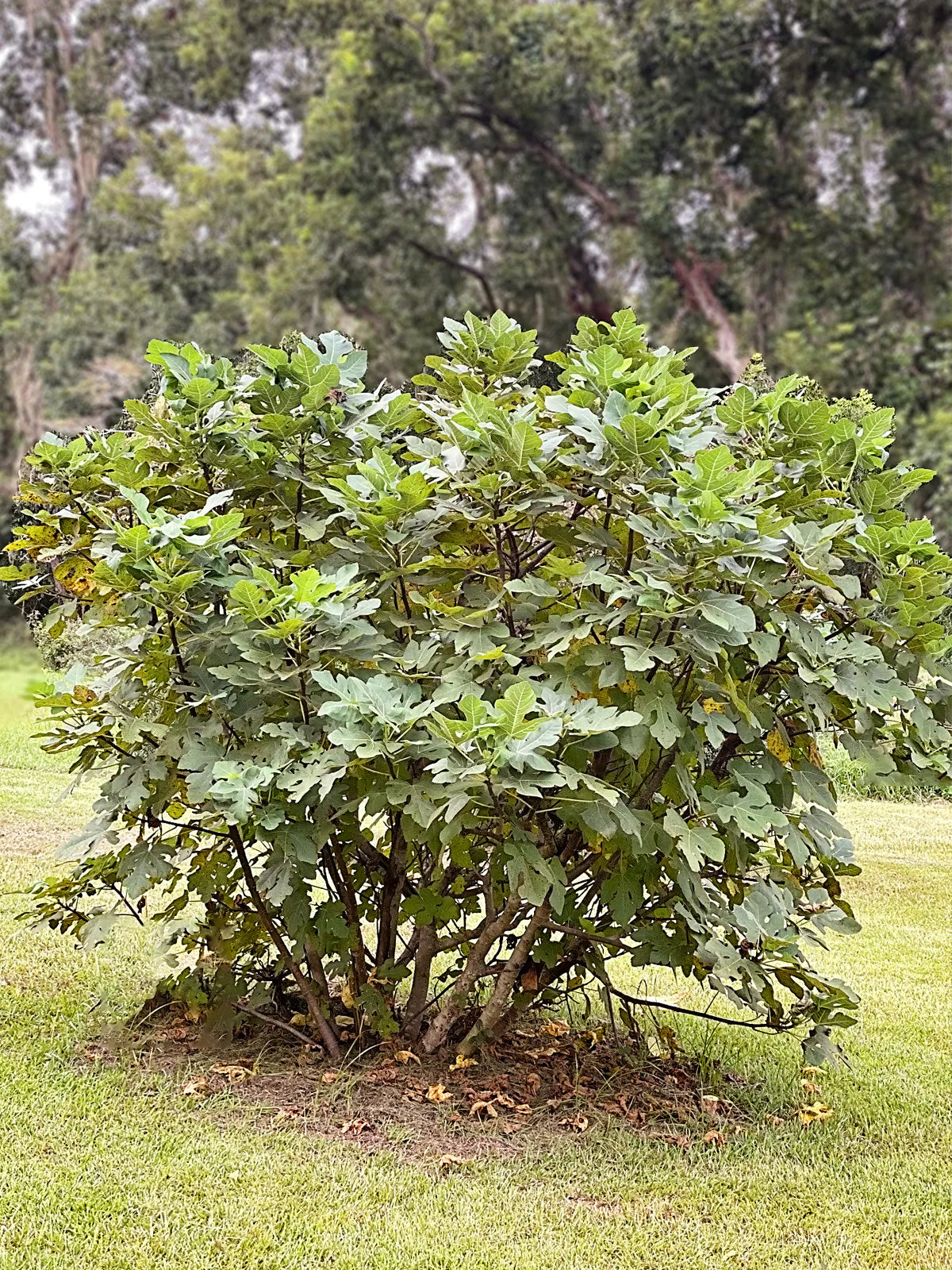 1 Olympian Fig Tree Starter Plant Ficus carica 'Olympian'