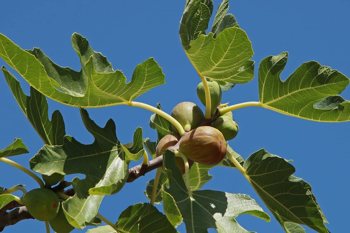 1 Brown Turkey Fig Tree Starter Plant Ficus carica 'Brown Turkey'