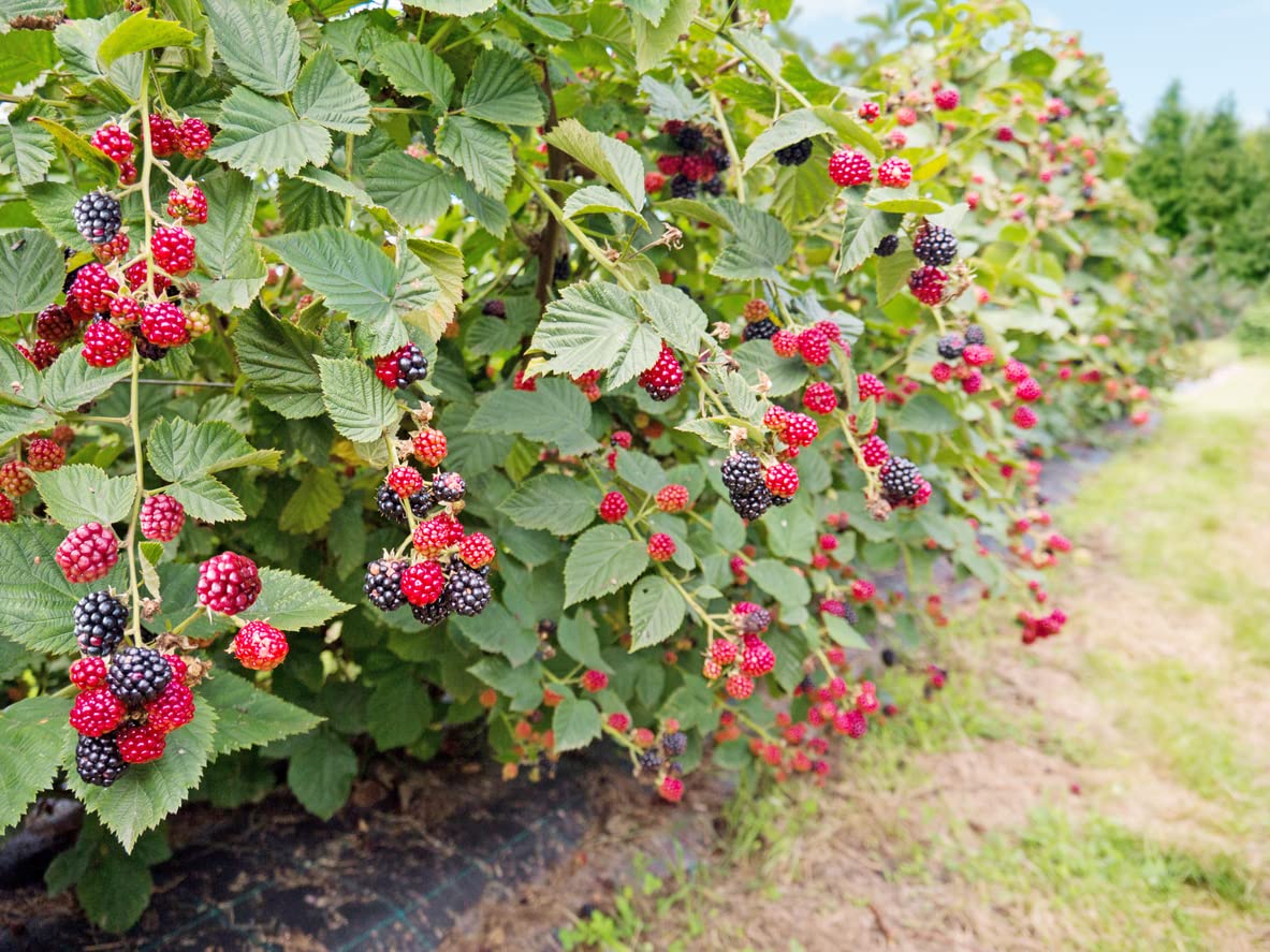 1 Big Daddy Blackberry Starter Plant Thornless