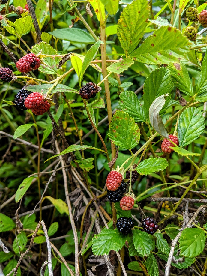 1 Prime Ark- 45 Blackberry Starter Plant