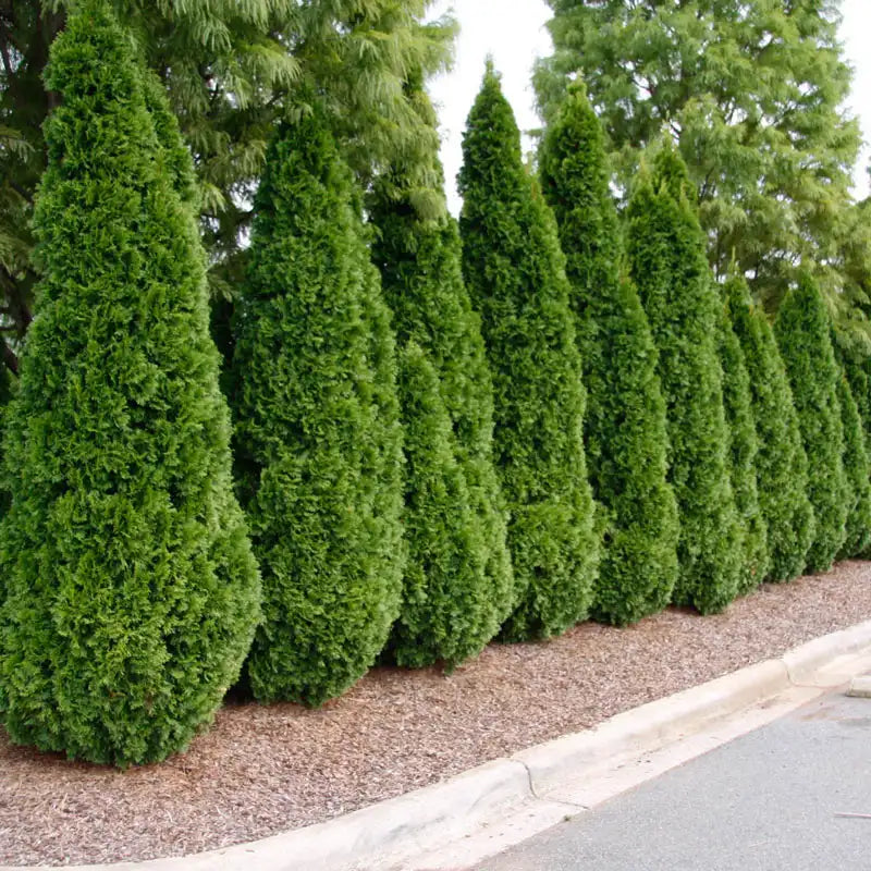 20 Emerald Green Arborvitae Tree Evergreen Fast Growing 6-14in tall