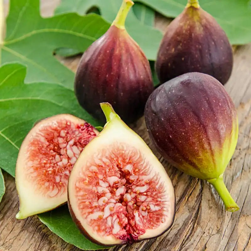 1 Brown Turkey Fig Tree Starter Plant Ficus carica 'Brown Turkey'