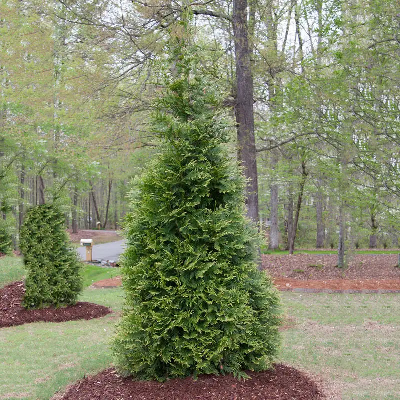 20 Green Giant Arborvitae Starter Plant