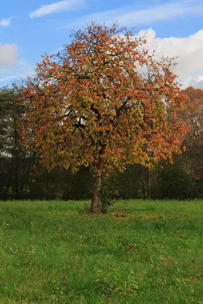 1 American Persimmon Tree 12-24" Tall Diospyros virginiana