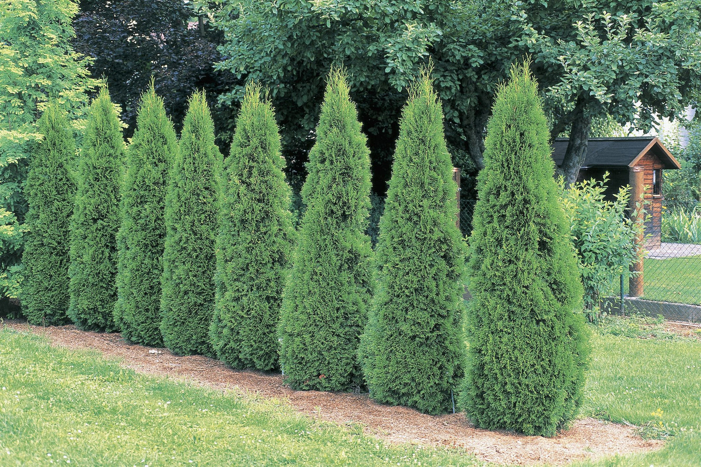 20 Emerald Green Arborvitae Tree Evergreen Fast Growing 6-14in tall
