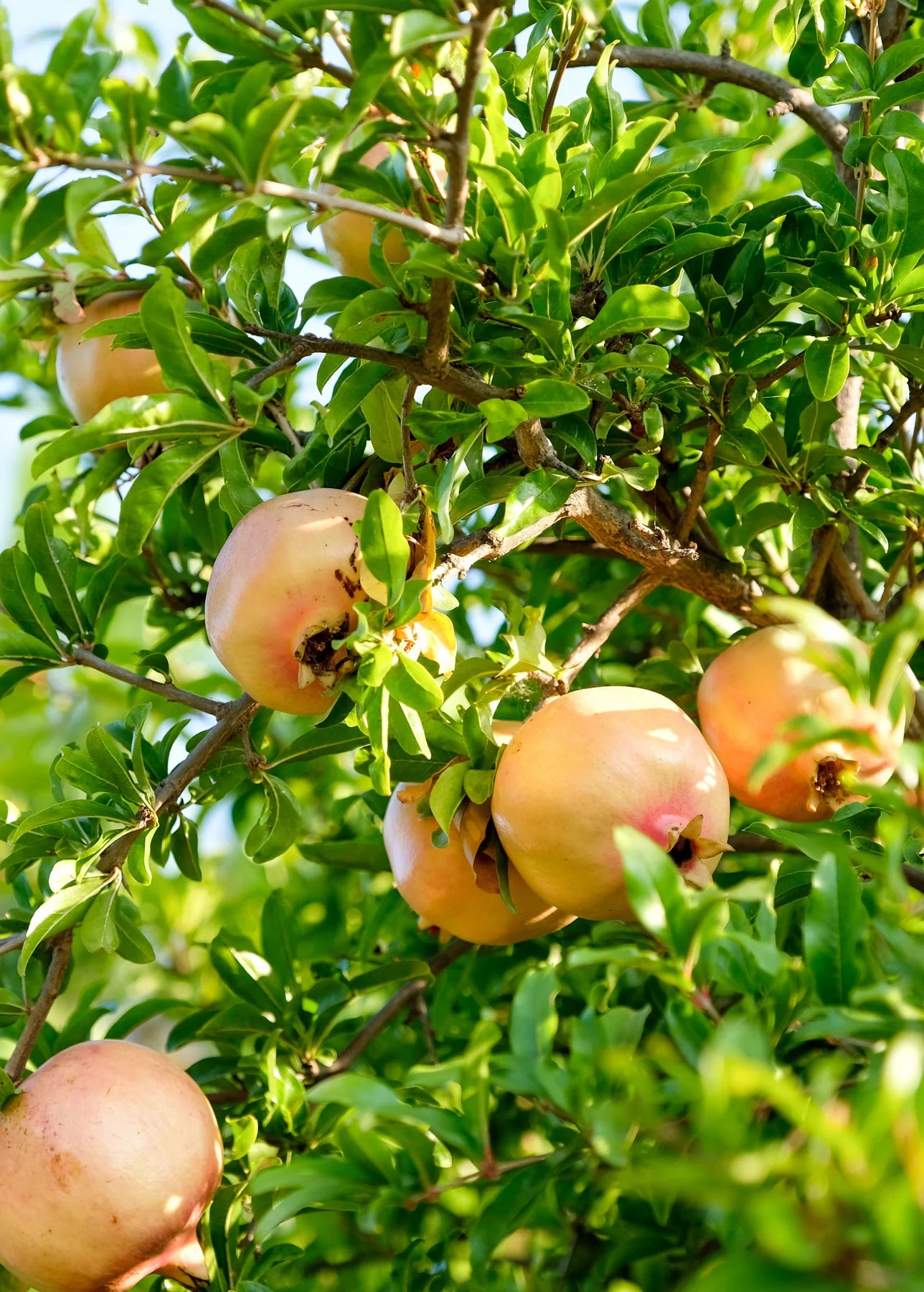 1 Azadi Pomegranate Tree Starter Plant Punica Granatum Azadi