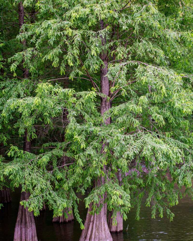 1 Bald Cypress Tree 12-24" Tall Taxodium distichum