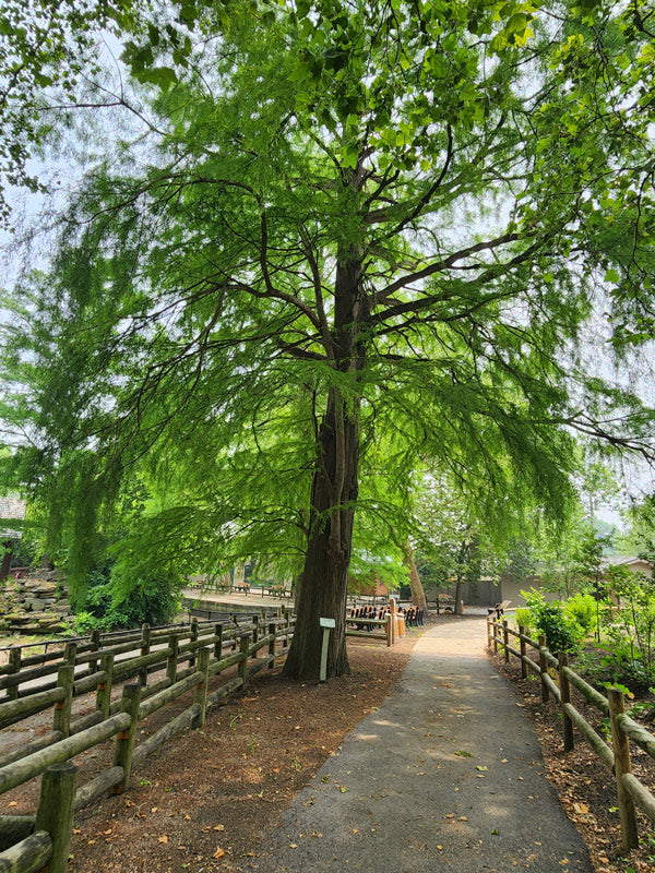 1 Bald Cypress Tree 12-24" Tall Taxodium distichum