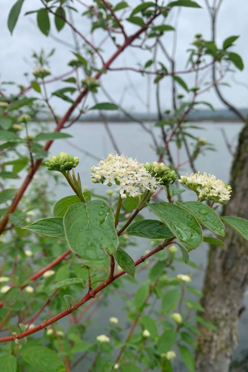 1 Red Twig Dogwood Shrub 12-24" Tall Cornus sericea