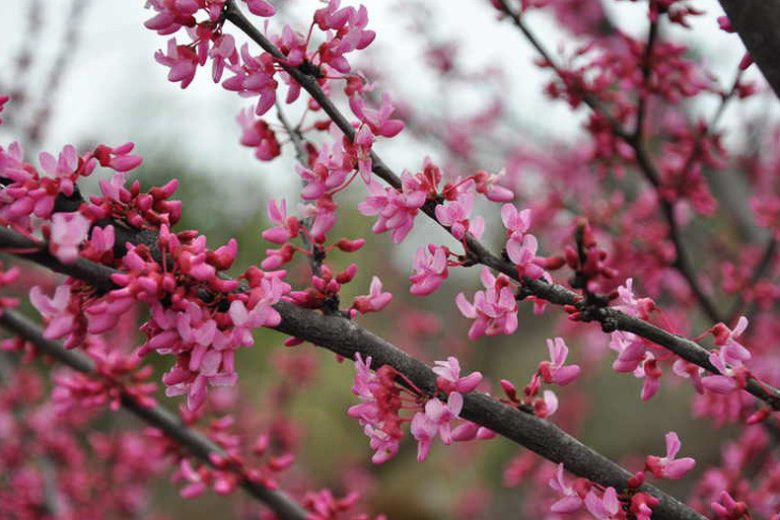 1 Eastern Redbud Tree 12-24" Tall Cercis canadensis