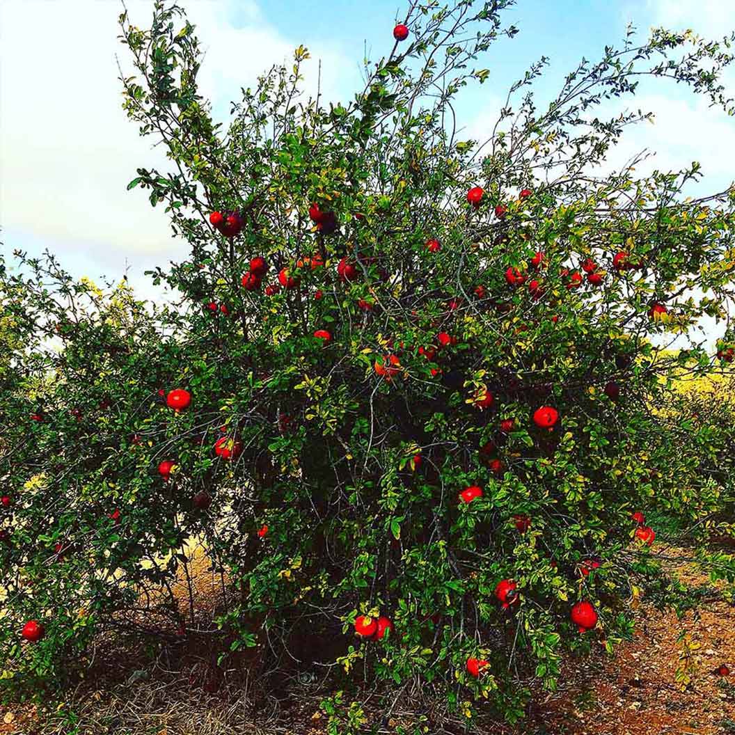 1 Pomegranate Tree Starter Plant Punica Granatum