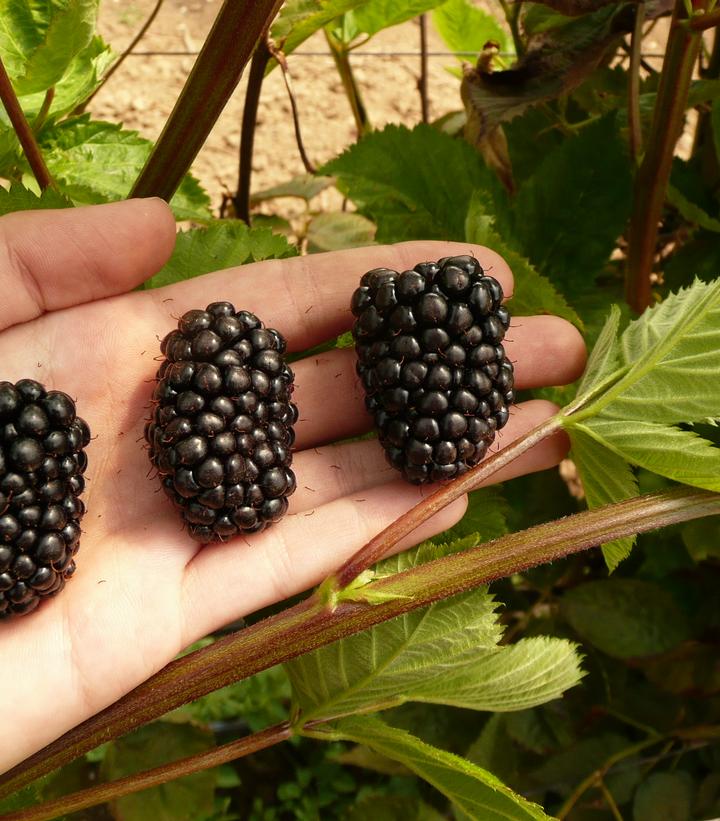 1 Prime Ark- 45 Blackberry Starter Plant