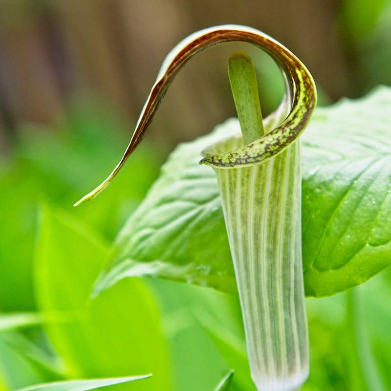 15 Jack In The Pulpit Arisaema Triphyllum Indian Turnip Bare Root Plant