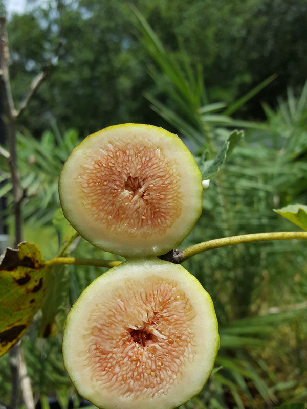 1 Olympian Fig Tree Starter Plant Ficus carica 'Olympian'