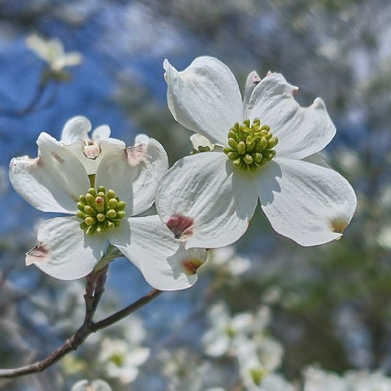 5 White Dogwood Tree 12-24" Tall Cornus florida