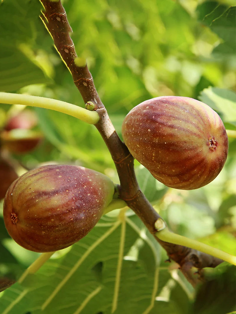 1 Olympian Fig Tree Starter Plant Ficus carica 'Olympian'