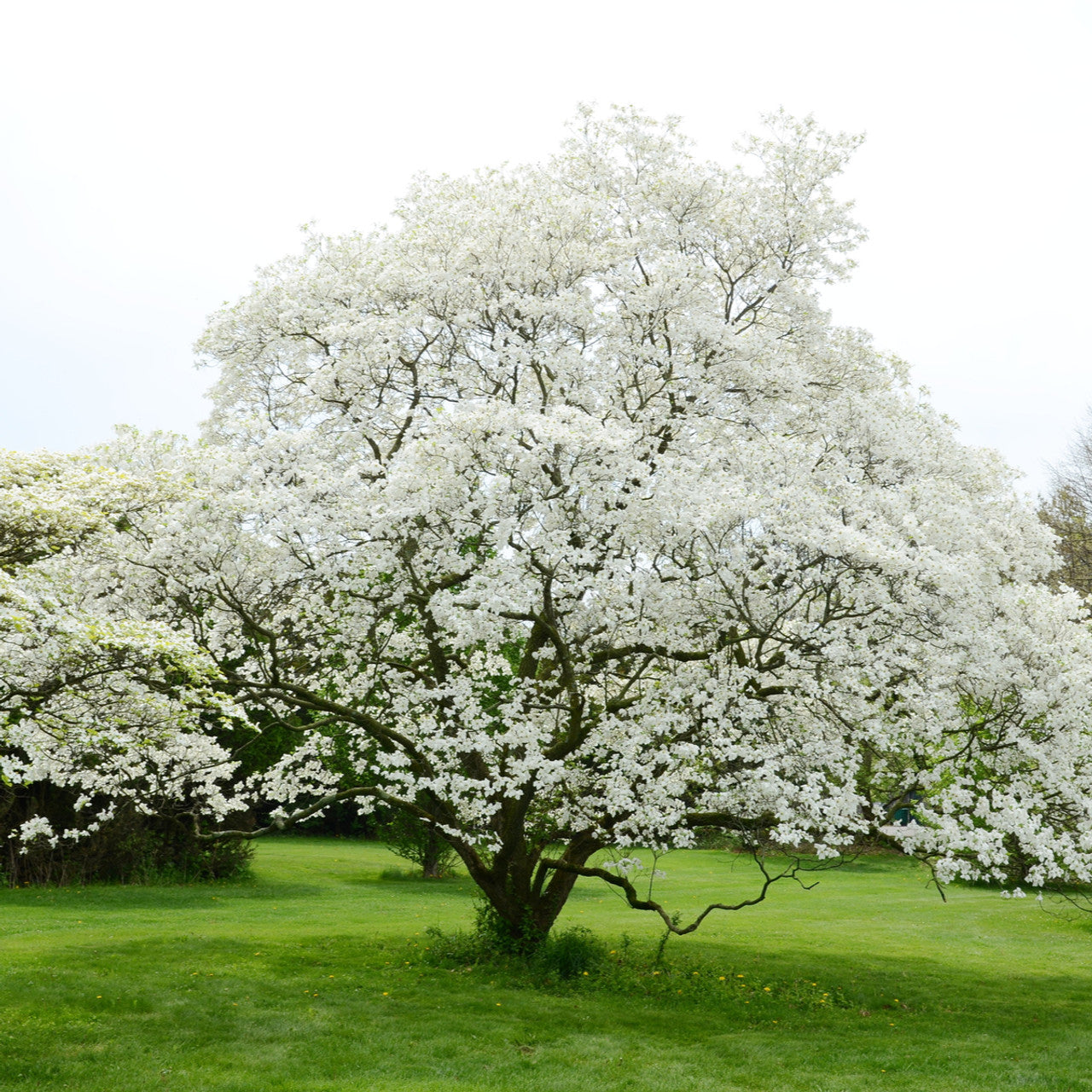 5 White Dogwood Tree 12-24" Tall Cornus florida
