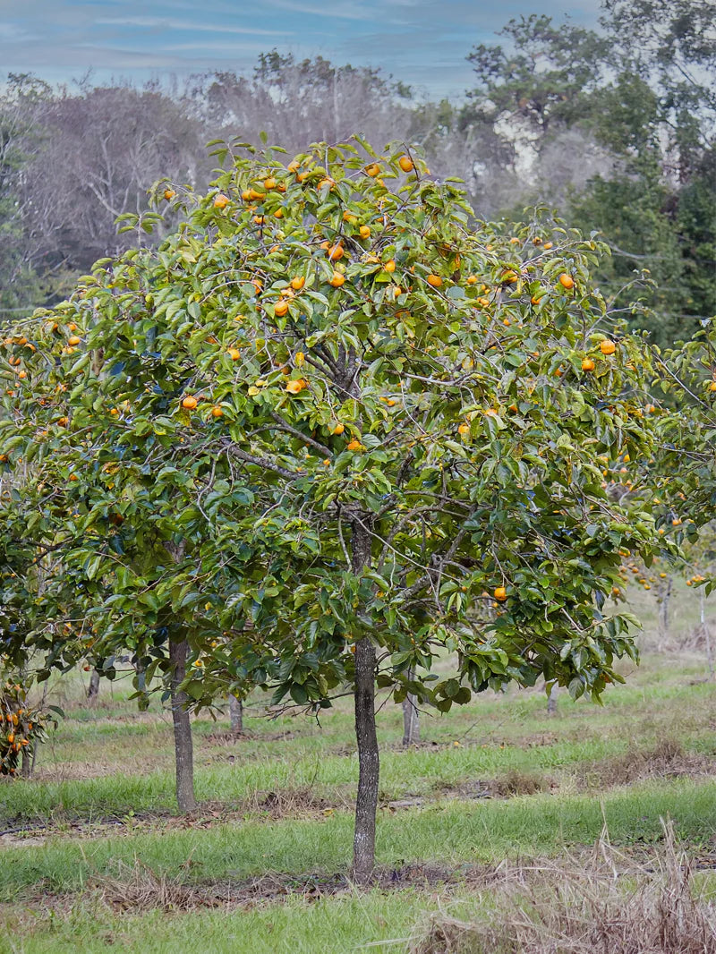 1 American Persimmon Tree 12-24" Tall Diospyros virginiana