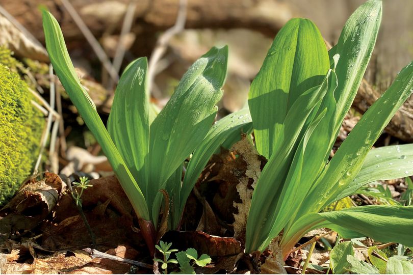 5 Wild Ramp Bulbs Only Bare Root Wild Leeks Allium tricoccum for planting