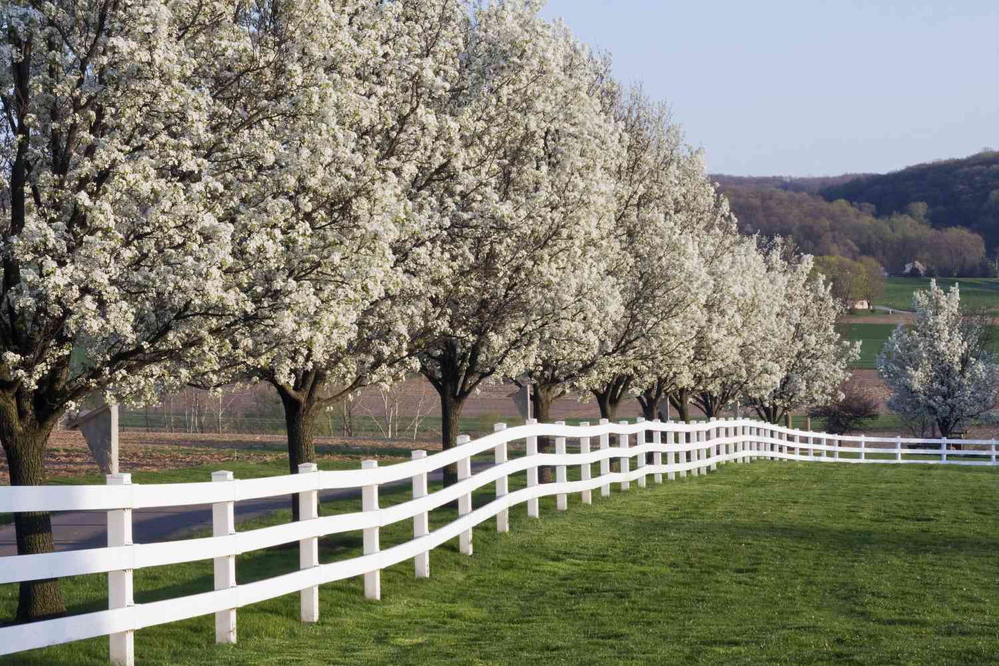 5 White Dogwood Tree 12-24" Tall Cornus florida