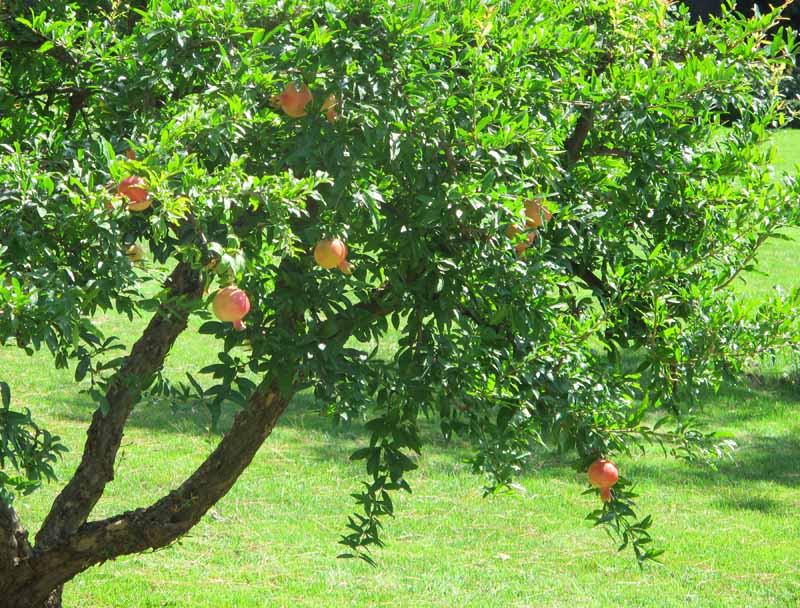 1 Azadi Pomegranate Tree Starter Plant Punica Granatum Azadi