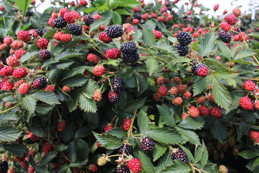 1 Caddo Blackberry Starter Plant Thornless