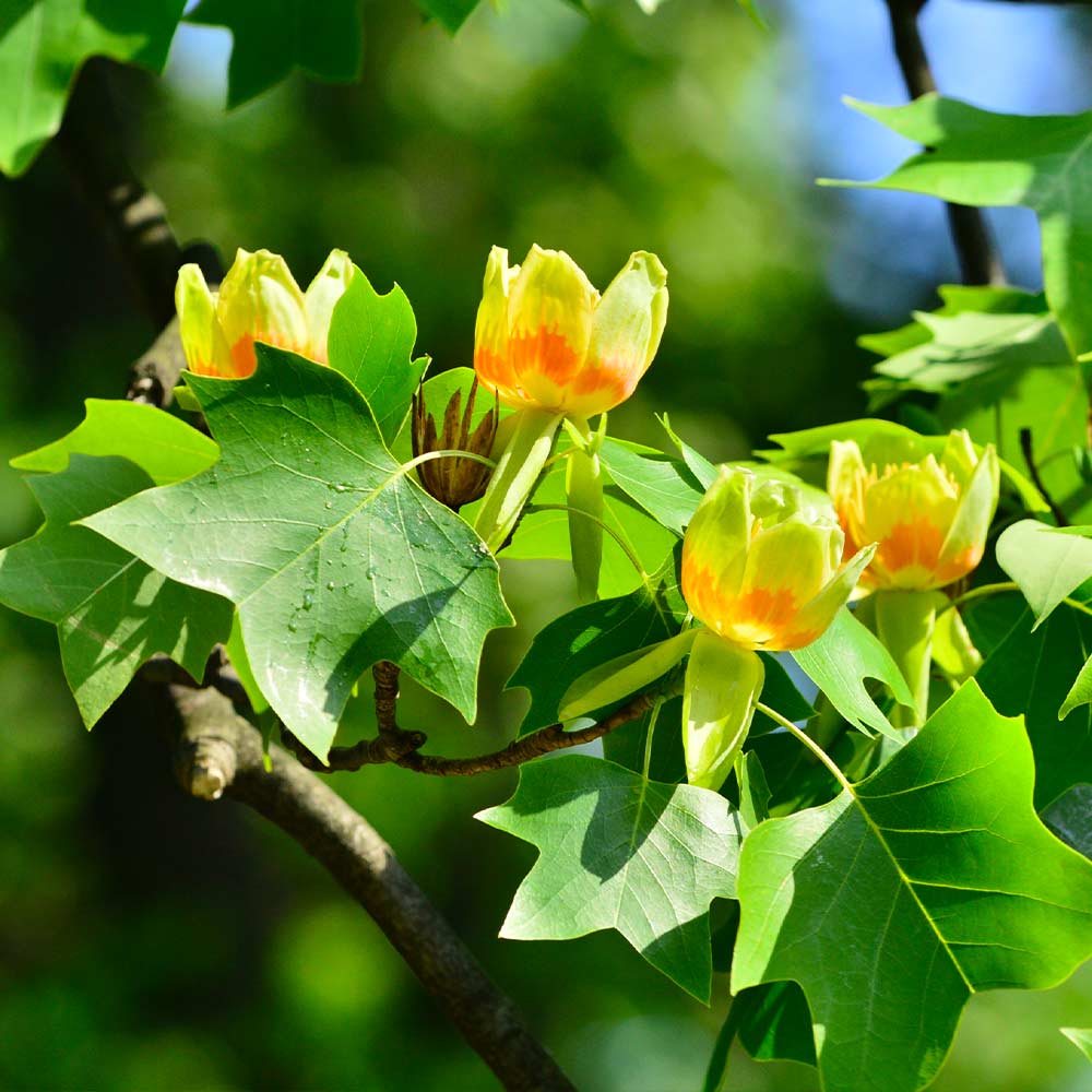 1 Tulip Poplar Tree 12-24" Tall Liriodendron tulipifera
