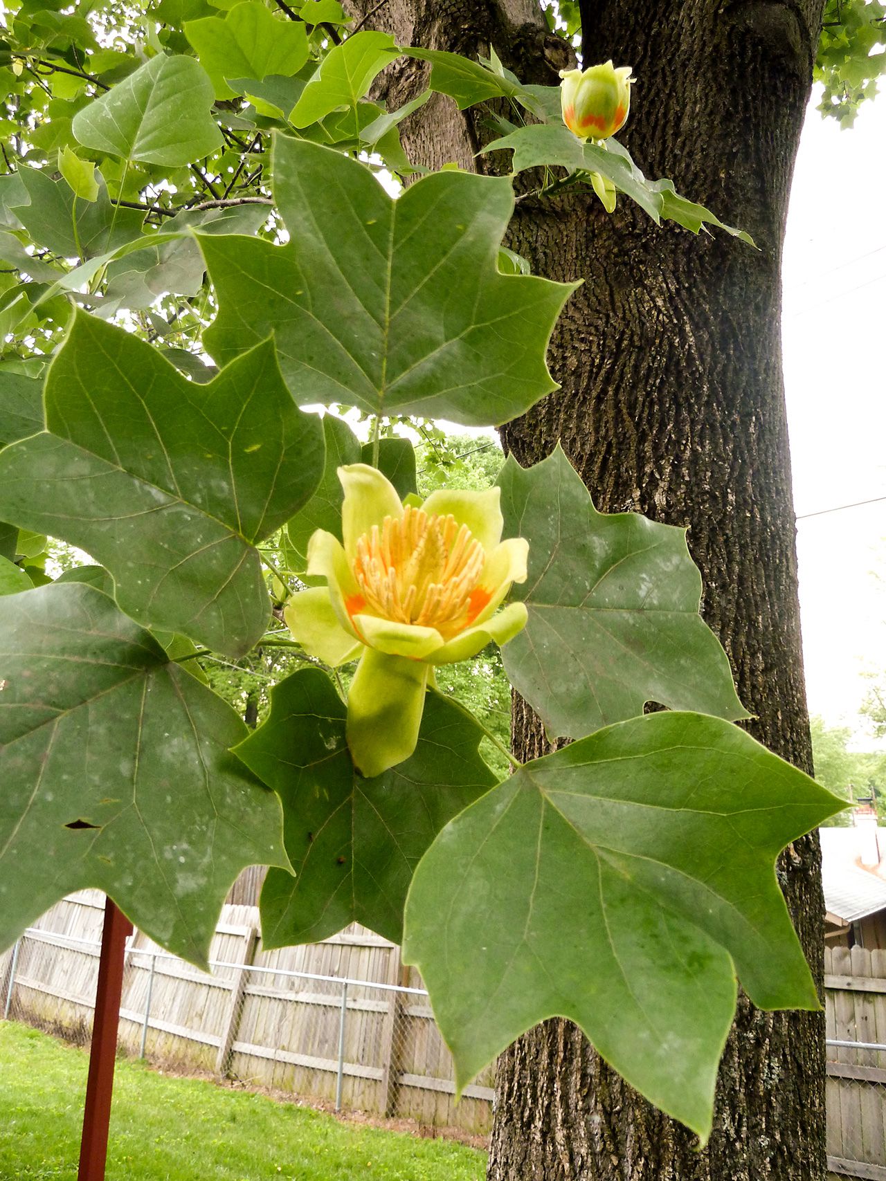 1 Tulip Poplar Tree 12-24" Tall Liriodendron tulipifera