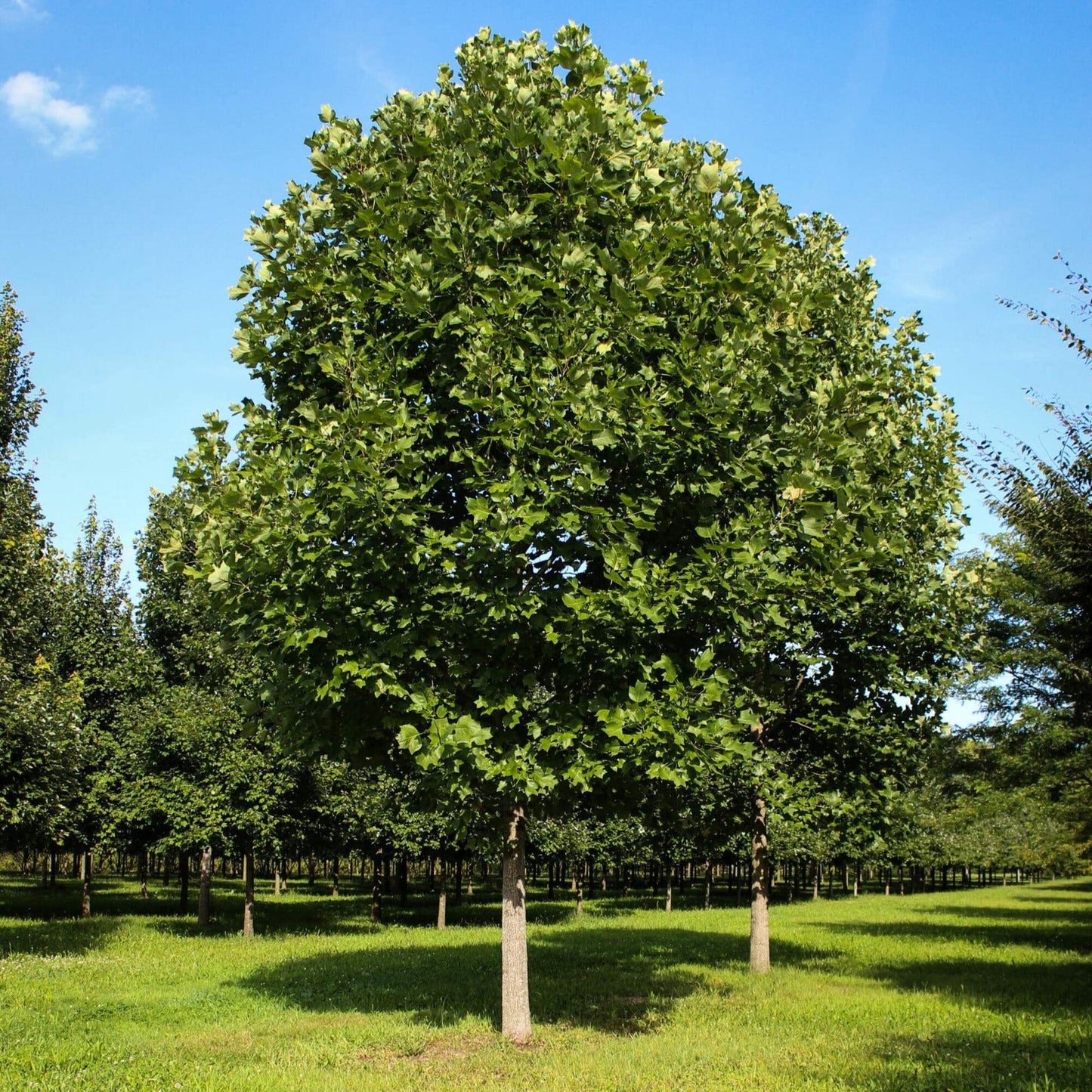 1 Tulip Poplar Tree 12-24" Tall Liriodendron tulipifera