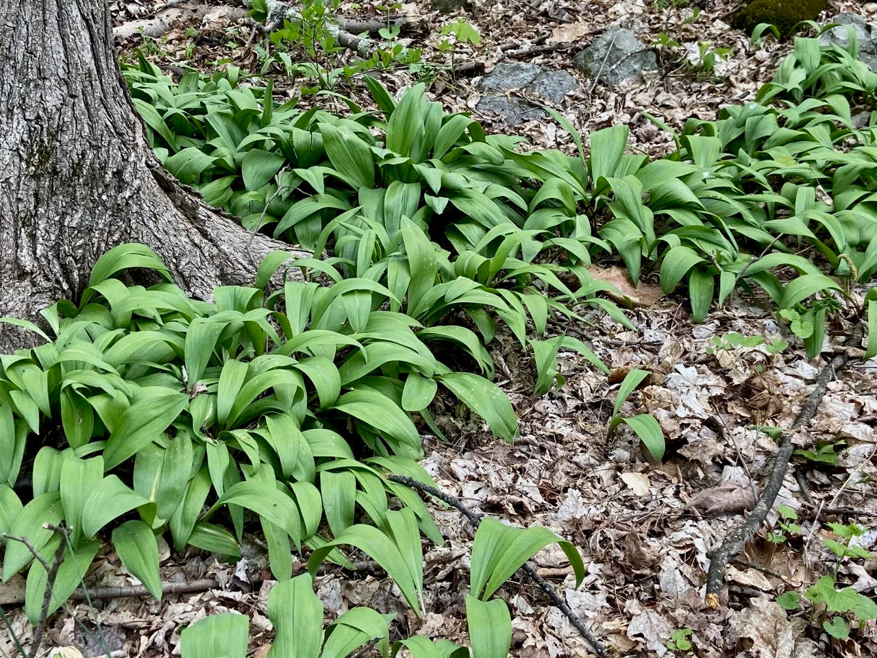 50 Wild Ramp Bulbs Only Bare Root Wild Leeks Allium tricoccum for planting