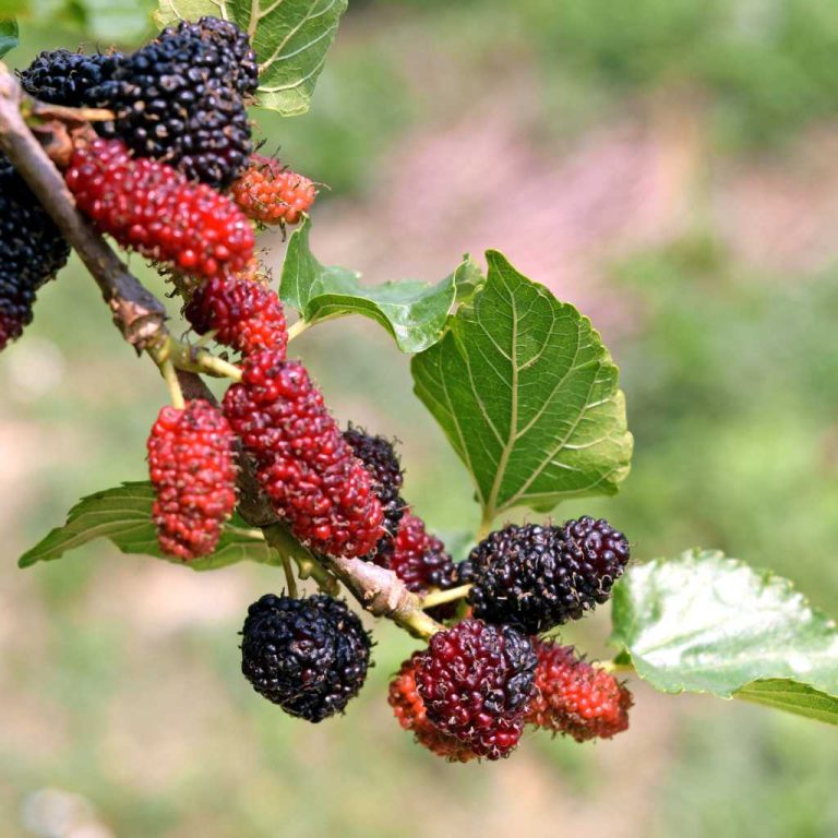 1 Red Mulberry Tree 12-24" Tall Morus rubra