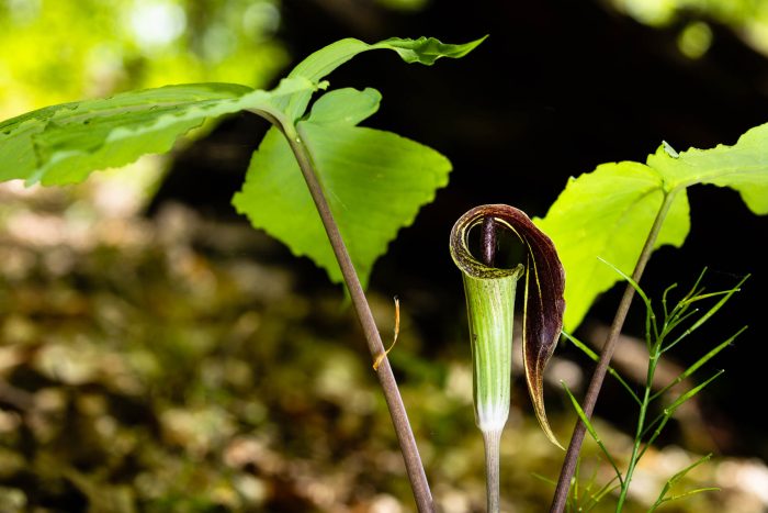 15 Jack In The Pulpit Arisaema Triphyllum Indian Turnip Bare Root Plant