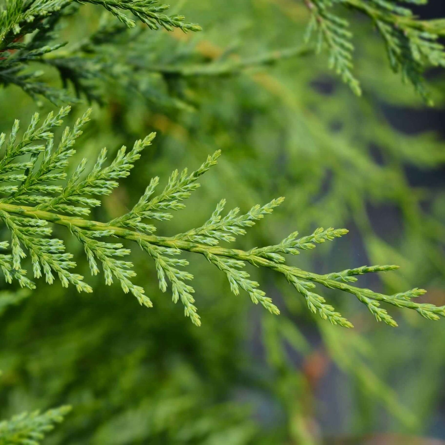1 Leyland Cypress Tree