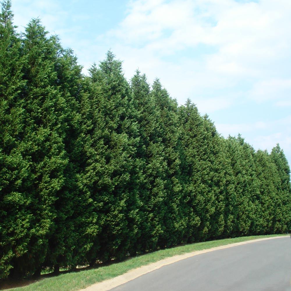 1 Leyland Cypress Tree